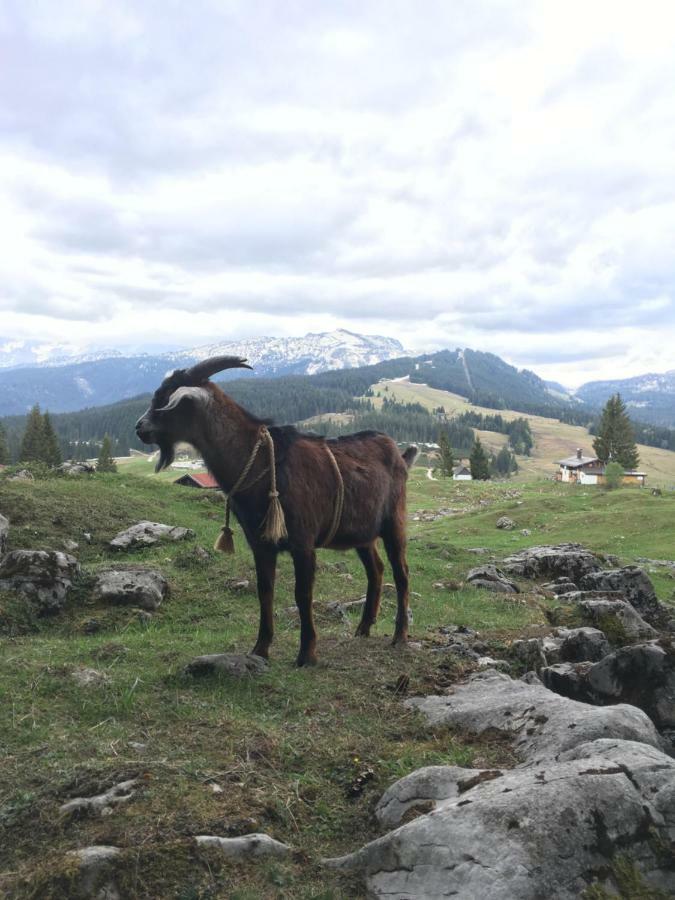 Gatterl Zum See Reit im Winkl Kültér fotó